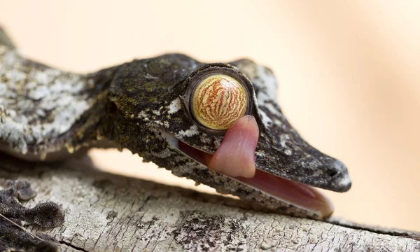 Uroplatus gecko in Madagascar — Stock Photo, Image