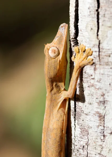 Lined leaftail gecko (Uroplatus), on a tree in Madagascar — Stock Photo, Image