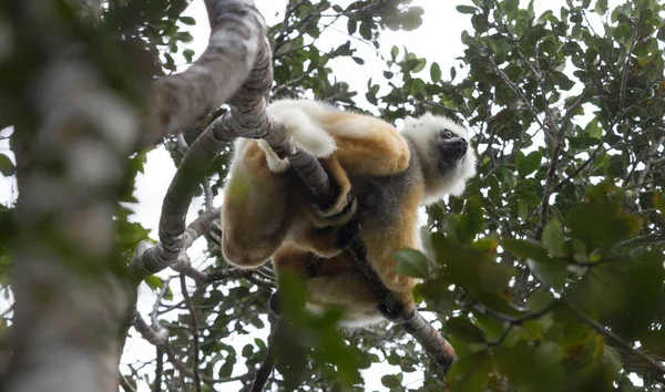 Gouden sifaka's, dansen lemur van Madagaskar — Stockfoto