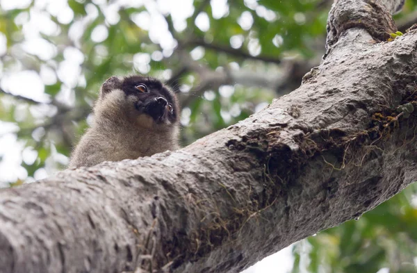 Natte gewone bruine Lemur (Eulemur fulvus fulvus) — Stockfoto