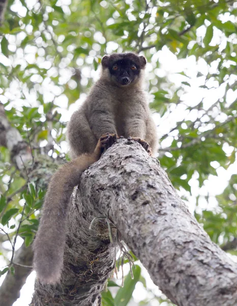 Islör lü kahverengi lemur (Eulemur fulvus fulvus)
