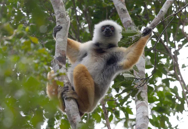 Madagaskar lemur dans altın sifaka