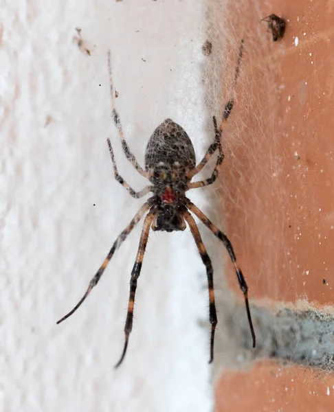 Örümcek Madagaskar'da bir bungalov dışında — Stok fotoğraf