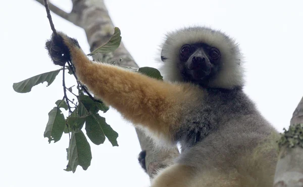 Gouden sifaka's, dansen lemur van Madagaskar — Stockfoto