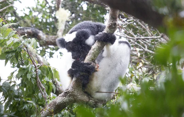 Indri, the biggest lemur of the world — Stock Photo, Image