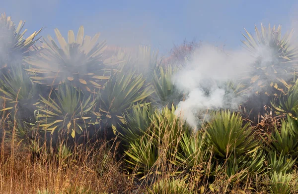 Het roken van knaagdieren, het beschermen van de lokale gewassen — Stockfoto