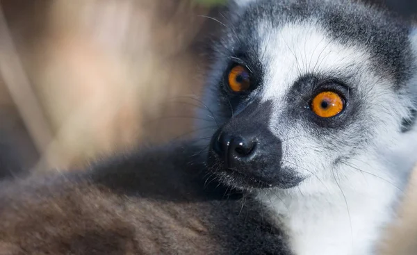 Proslulý Madagaskar Maki lemur, prsten lemur. — Stock fotografie