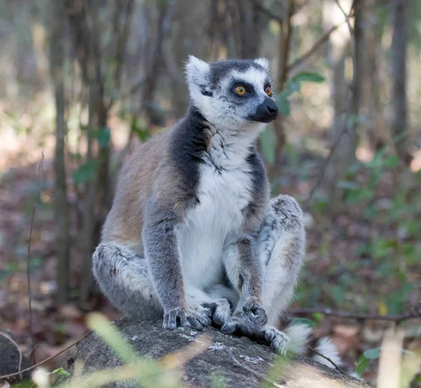 著名的马达加斯加马基狐猴，环尾狐猴. — 图库照片