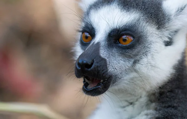 Berömda Madagaskar Maki Lemur, ring tailed Lemur, äta — Stockfoto