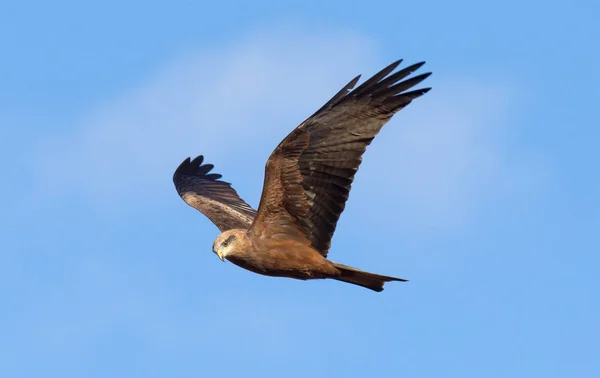 Gele gefactureerde kite — Stockfoto