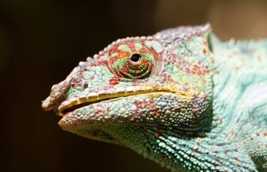 Panter bukalemun Furcifer pardalis, portre