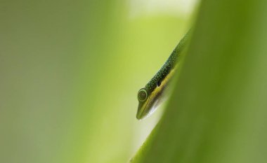 Egzotik yeşil tropikal kertenkele - Seçici odak
