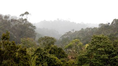 Madagaskar tropikal orman, ıslak