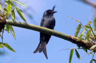 Tepeli Drongo (Dicrurus forficatus)