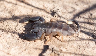 Madagaskar akrep, küçük ama zehirli