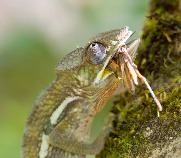 Panther chameleon Furcifer pardalis, hunting — Stock Photo, Image