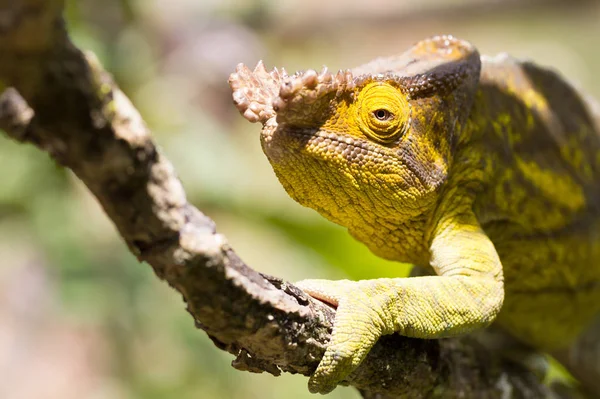 Parsons chameleon (Calumma parsonii) — Stock Photo, Image
