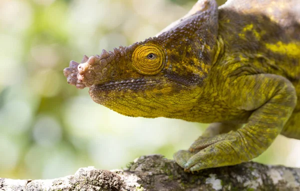 Parsons chameleon (Calumma parsonii) — Stock Photo, Image