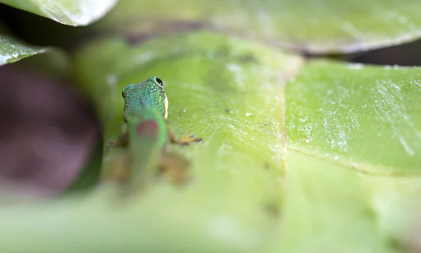 Lagarto tropical verde exótico - Enfoque selectivo — Foto de Stock