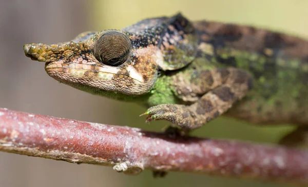 Parsons Chameleon (Calumma parsonii) — Stock fotografie