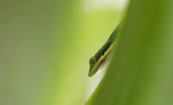 Lagarto tropical verde exótico - Foco seletivo — Fotografia de Stock