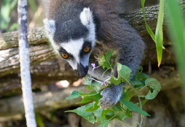 Ring-tailed lemur, lemur catta, searching for food — Stock Photo, Image