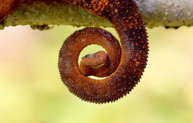 Madagaskar güzel bir kamuflaj bukalemun Kuyruk