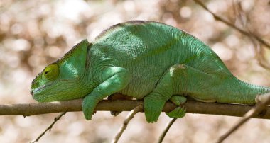 Madagaskar'da güzel kamuflajlı bukalemun
