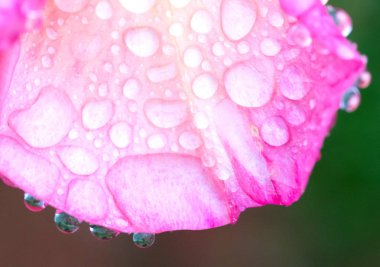 Madagaskar ormanında yağmur