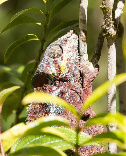 Beautiful camouflaged chameleon in Madagascar — Stock Photo, Image