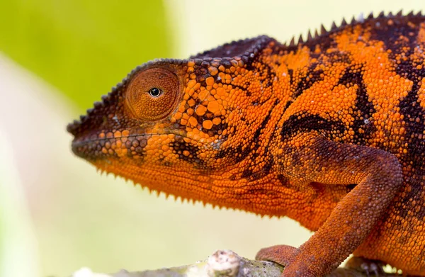 Beautiful camouflaged chameleon in Madagascar — Stock Photo, Image