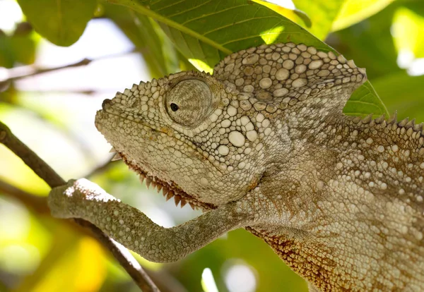 Wild warty chameleon (Furcifer verrucosus) — Stock Photo, Image