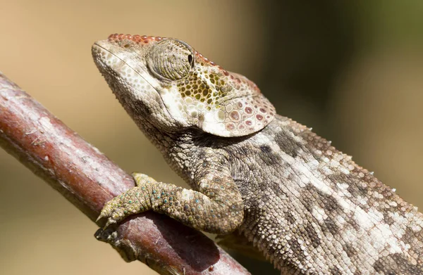 Beautiful camouflaged chameleon in Madagascar — Stock Photo, Image