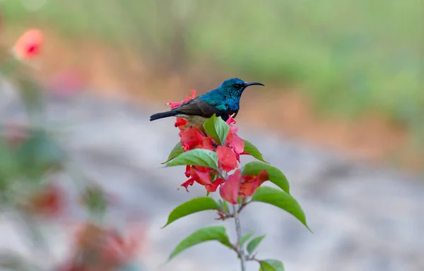 Souimanga sunbird i Madagaskar — Stockfoto