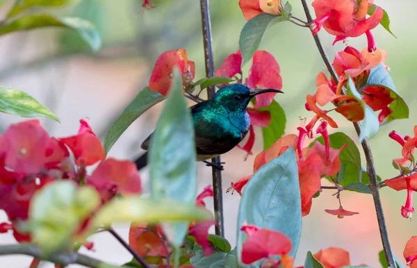 Souimanga sunbird in Madagascar — Stock Photo, Image