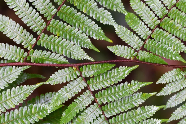 Närbild av en grön ormbunke Leaf — Stockfoto