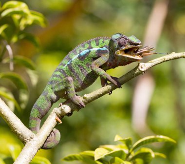 Panter bukalemun Furcifer pardalis, avcılık