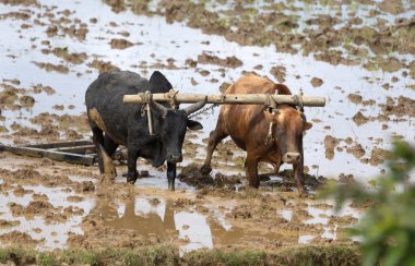 Zebu tarlayı sürüyor