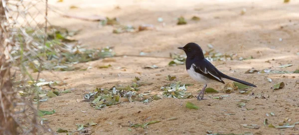 Pássaro Madagáscar Magpie Robin, Copsychus albospecularis — Fotografia de Stock