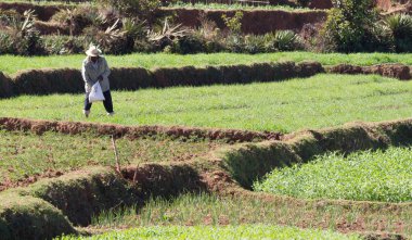 Madagaskar'da bir tarlada çalışan adam, ekim