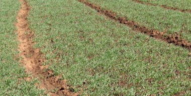 Madagaskar'da tarım alanları