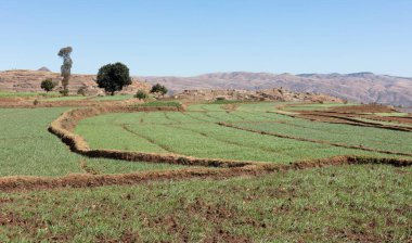 Madagaskar'da tarım alanları