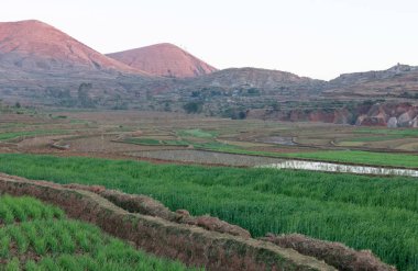Madagaskar'da tarım alanları