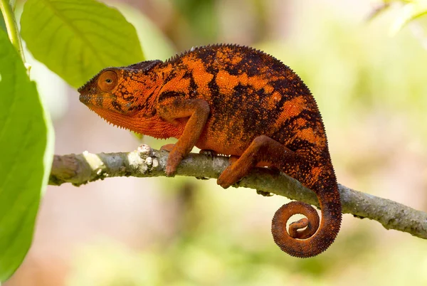 Vackra kamouflerade kameleont i Madagaskar — Stockfoto