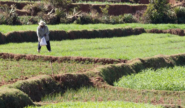 Man working on a field in Madagascar, sowing — Stock Photo, Image