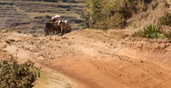 Zebu cart carrying wood over an impossible road, Madagascar — Stock Photo, Image