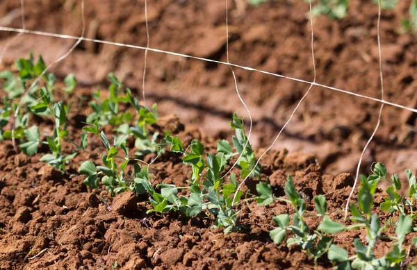 Campos agrícolas em Madagáscar — Fotografia de Stock