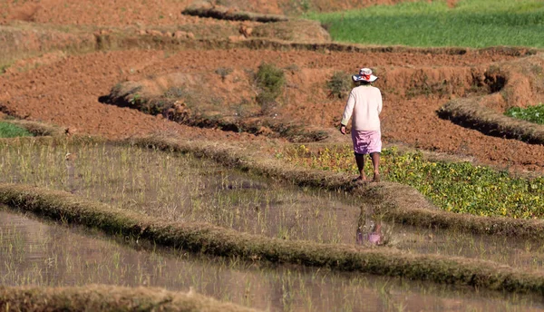 Woman working on a field in Madagascar — Stock Photo, Image