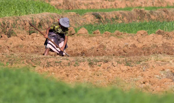 Kobieta pracuje na polu na Madagaskarze — Zdjęcie stockowe