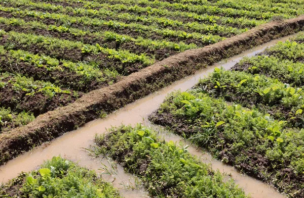 Jordbruksområden i Madagaskar — Stockfoto